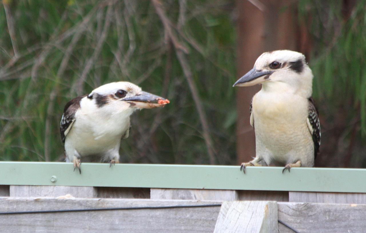 Riverview Tourist Park Margaret River Exterior foto